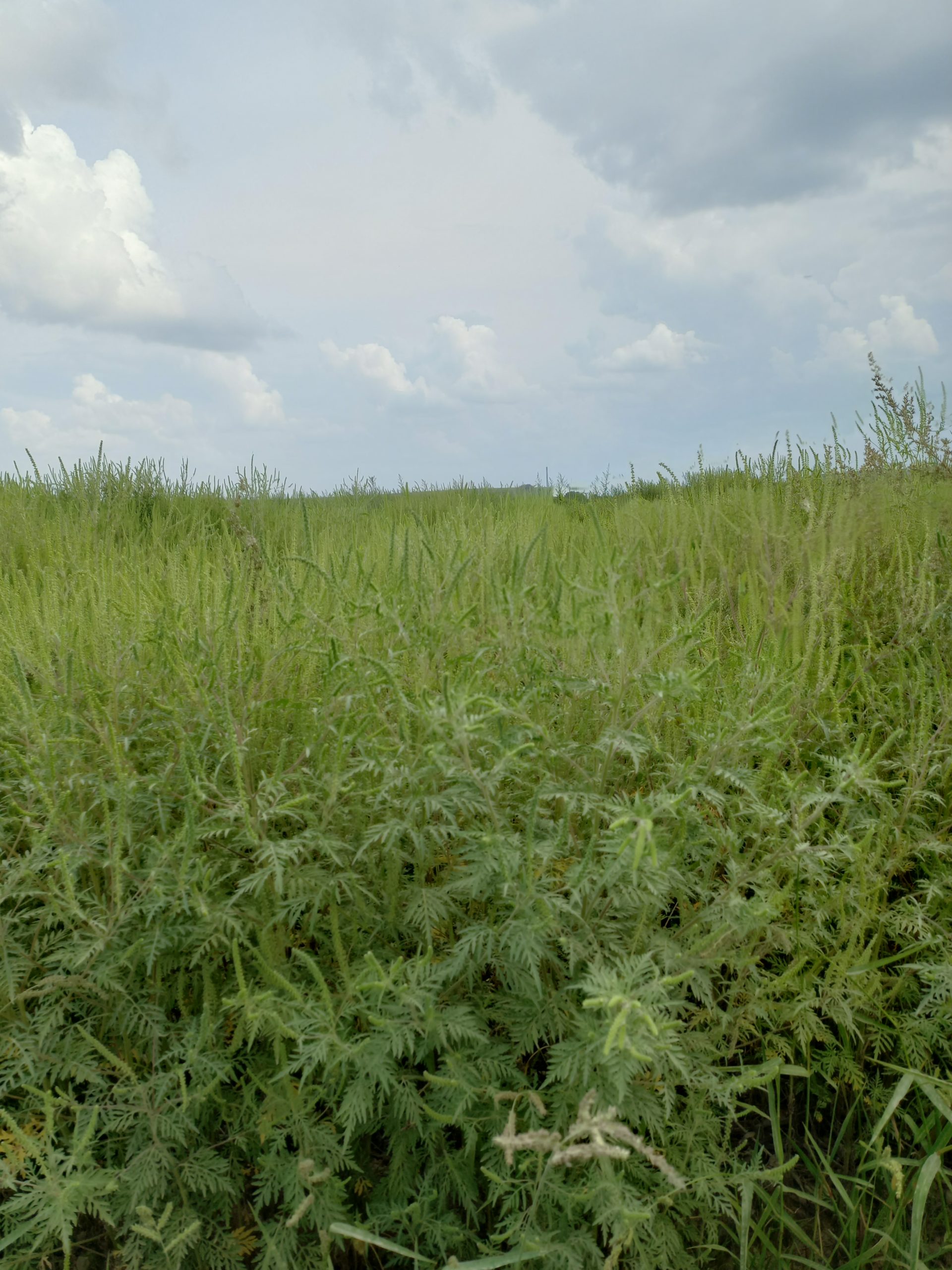 Ragweed