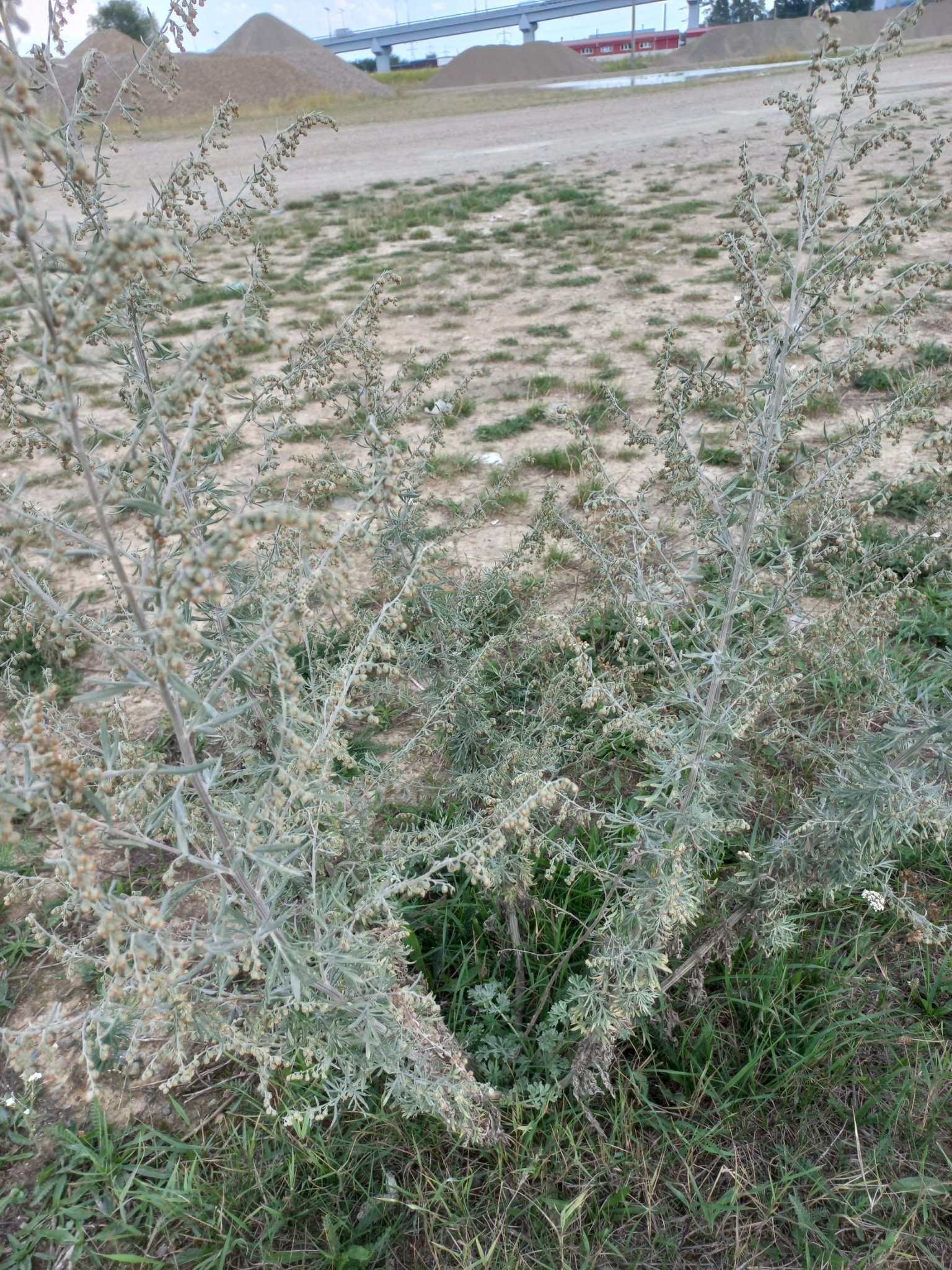 Artemisia judaica